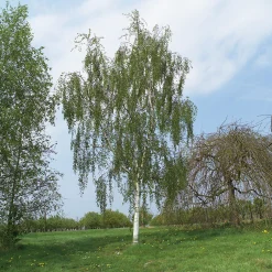 Omnia Garden Hängbjörk - Grönt Lövverk & Gul Blomning, 150-200 cm