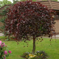 Omnia Garden Hängblodbok, Rött Lövverk & Gul Blomning, 100-125 cm