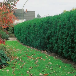 Omnia Garden Hybrid Hicksii 20-30 cm
