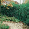 Omnia Garden Hybrid Hillii 20-30 cm