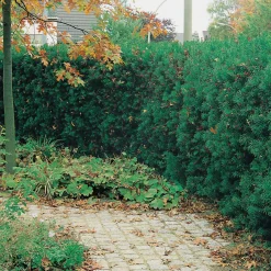 Omnia Garden Hybrid Hillii 20-30 cm