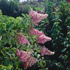 Odling & Trädgårdsskötsel|Kampanj Trädgårdsväxter*Omnia Garden Klasespirea 50-80 cm