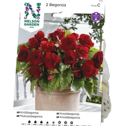 Nelson Garden Knölbegonia 72135 Bygghemma.se