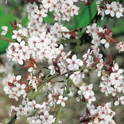 Odling & Trädgårdsskötsel|Kampanj Trädgårdsväxter*Omnia Garden Körsbärsplommon 50-80 cm