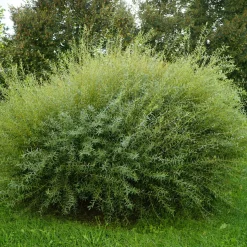 Omnia Garden Litet Rödvide Nana