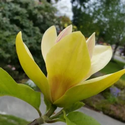 Prydnadsträd|Nyheter*Omnia Garden Magnolia Sunsation 60-80 cm