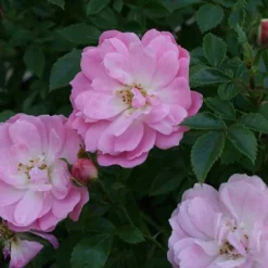 Omnia Garden Marktäckande Easy Cover