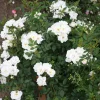 Omnia Garden Marktäckande White Cover