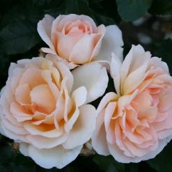Omnia Garden Morten Korch