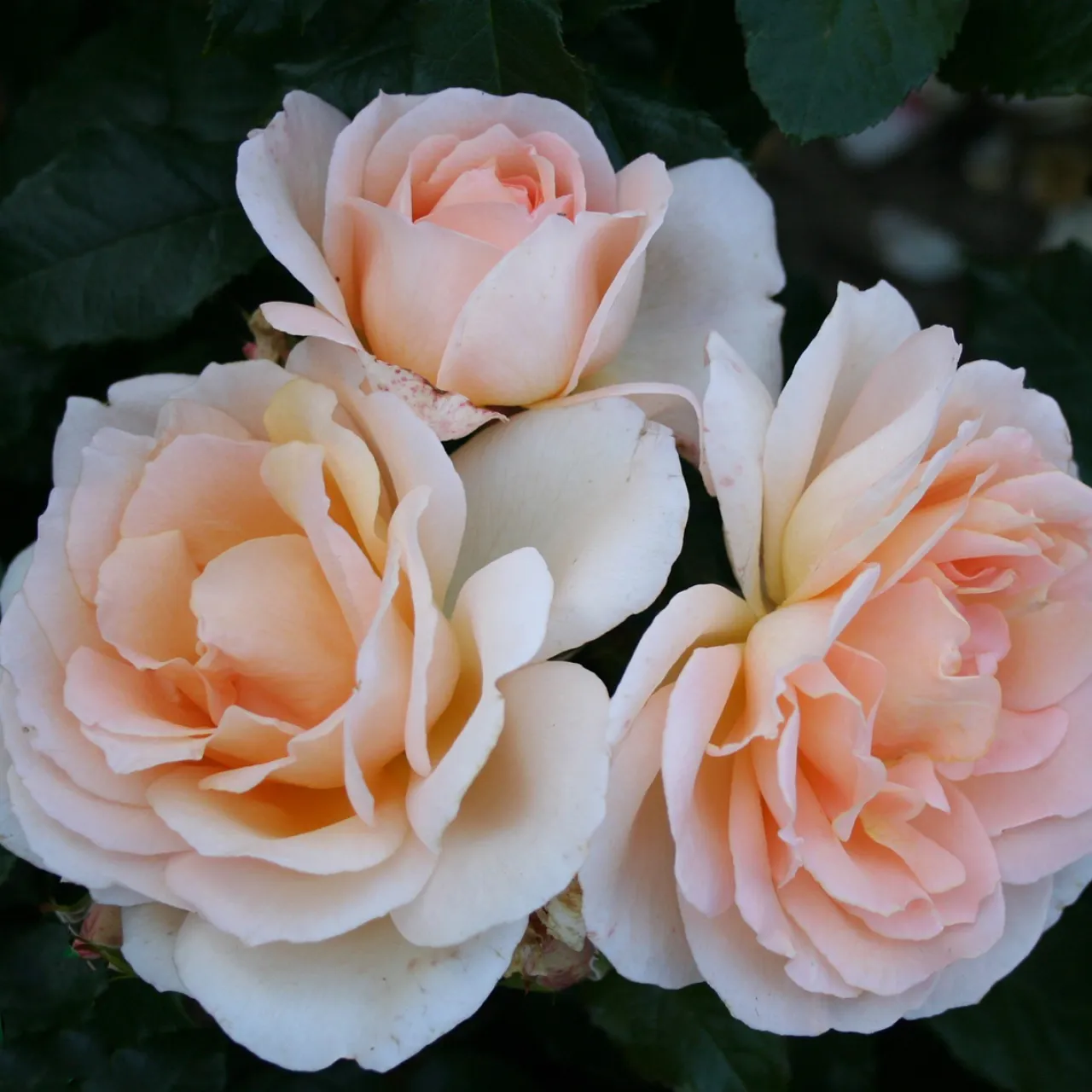Omnia Garden Morten Korch