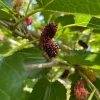Bärbuskar|Odling & Trädgårdsskötsel*Omnia Garden Mullbär Morus Mojo Berry Matsunaga