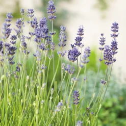 Odling & Trädgårdsskötsel|Växter & Plantor*Omnia Garden Munstead Liten Kruka