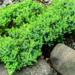 Odling & Trädgårdsskötsel|Växter & Plantor*Omnia Garden Nana