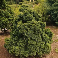 Odling & Trädgårdsskötsel|Växter & Plantor*Omnia Garden Nana Gracilis 20-25 cm