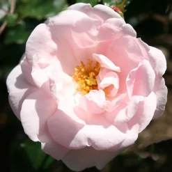 Omnia Garden New Dawn