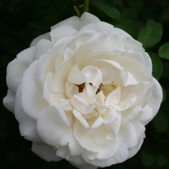 Omnia Garden Nina Renaissance