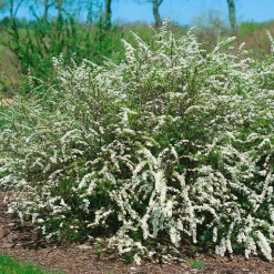 Omnia Garden Norsk Brudspirea 20-40cm Krukodlade