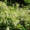 Omnia Garden Norsk Brudspirea Grefsheim 30-50 cm