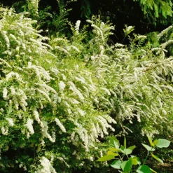 Omnia Garden Norsk Brudspirea Grefsheim 30-50 cm