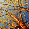 Högstamsträd|Nyheter*Omnia Garden Näverhägg Amber Beauty