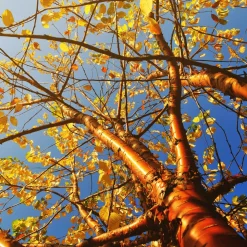Högstamsträd|Nyheter*Omnia Garden Näverhägg Amber Beauty