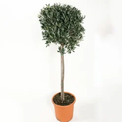 Odling & Trädgårdsskötsel|Växter & Plantor*Omnia Garden Olivträd  Bygghemma.se