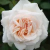 Omnia Garden Penny Lane