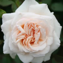 Omnia Garden Penny Lane