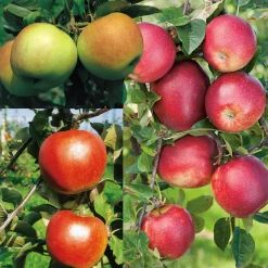 Odling & Trädgårdsskötsel|Växter & Plantor*Omnia Garden Äppelträd  Bygghemma.se