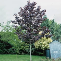 Prydnadsträd|Högstamsträd*Omnia Garden Rödbladig 350-450 cm