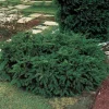 Omnia Garden Repandens 25-30 cm