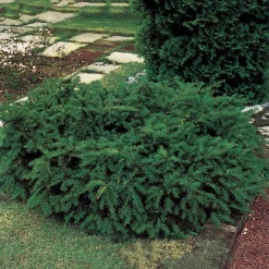 Omnia Garden Repandens 25-30 cm