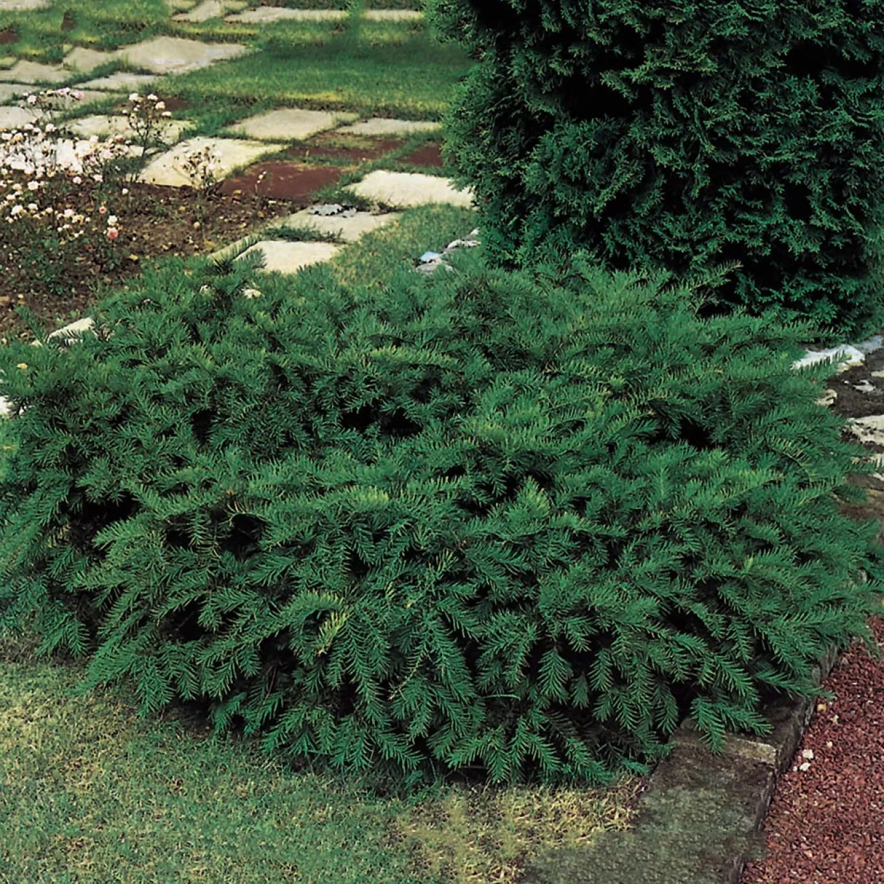 Omnia Garden Repandens 25-30 cm