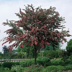 Omnia Garden Rosenhagtorn med Rosa Blomning, 100-120 cm