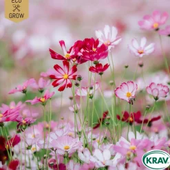 Odling & Trädgårdsskötsel|Odling & Trädgårdsskötsel*Eco Grow Rosenskära Mix Cosmos Bipinnatus