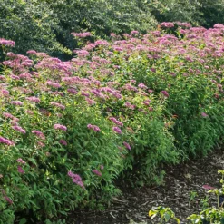 Kampanj Odling & Trädgårdsskötsel|Odling & Trädgårdsskötsel*Omnia Garden Rosenspirea 20-30 cm