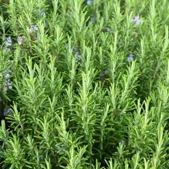 Nyheter|Odling & Trädgårdsskötsel*Omnia Garden Rosmarin Salvia Rosmarinus