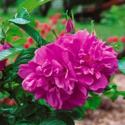 Kampanj Odling & Trädgårdsskötsel|Odling & Trädgårdsskötsel*Omnia Garden Rugosa Hansa 30-50 cm