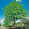 Odling & Trädgårdsskötsel|Växter & Plantor*Omnia Garden Skogslind Alléträd med Gröna Löv & Gulvit Blomning, 300-400 cm