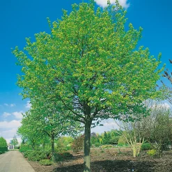 Odling & Trädgårdsskötsel|Växter & Plantor*Omnia Garden Skogslind Alléträd med Gröna Löv & Gulvit Blomning, 300-400 cm