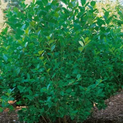 Omnia Garden Slånaronia Elata 20-40 cm Krukodlade