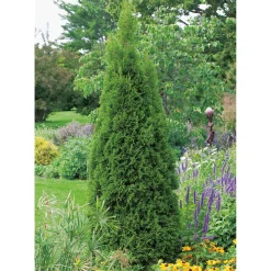 Odling & Trädgårdsskötsel|Växter & Plantor*Omnia Garden Smaragd 100-125 cm