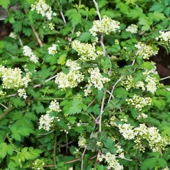 Odling & Trädgårdsskötsel|Växter & Plantor*Omnia Garden Stefanandra Krukodlad Liten