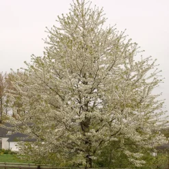 Odling & Trädgårdsskötsel|Växter & Plantor*Omnia Garden Sötkörsbär Fågelbär 300-400 cm