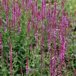Nyheter|Odling & Trädgårdsskötsel*Omnia Garden Stäppsalvia Amethyst