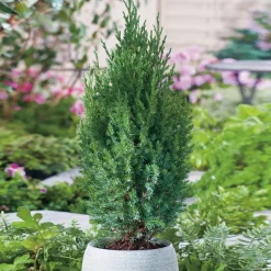 Odling & Trädgårdsskötsel|Växter & Plantor*Omnia Garden Stricta