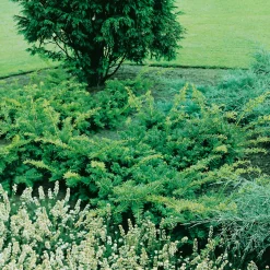 Omnia Garden Summergold 30-40 cm