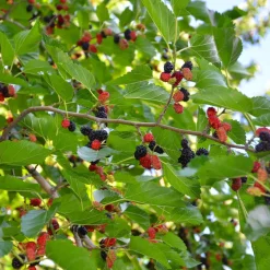 Omnia Garden Svart Mullbär Morus Mulle E