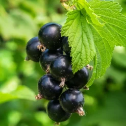 Bärbuskar|Odling & Trädgårdsskötsel*Omnia Garden Svart Vinbär Ribes Nigrum Öjebyn E
