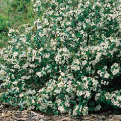 Omnia Garden Svartaronia Aronia Mel Hugin 20-40 cm